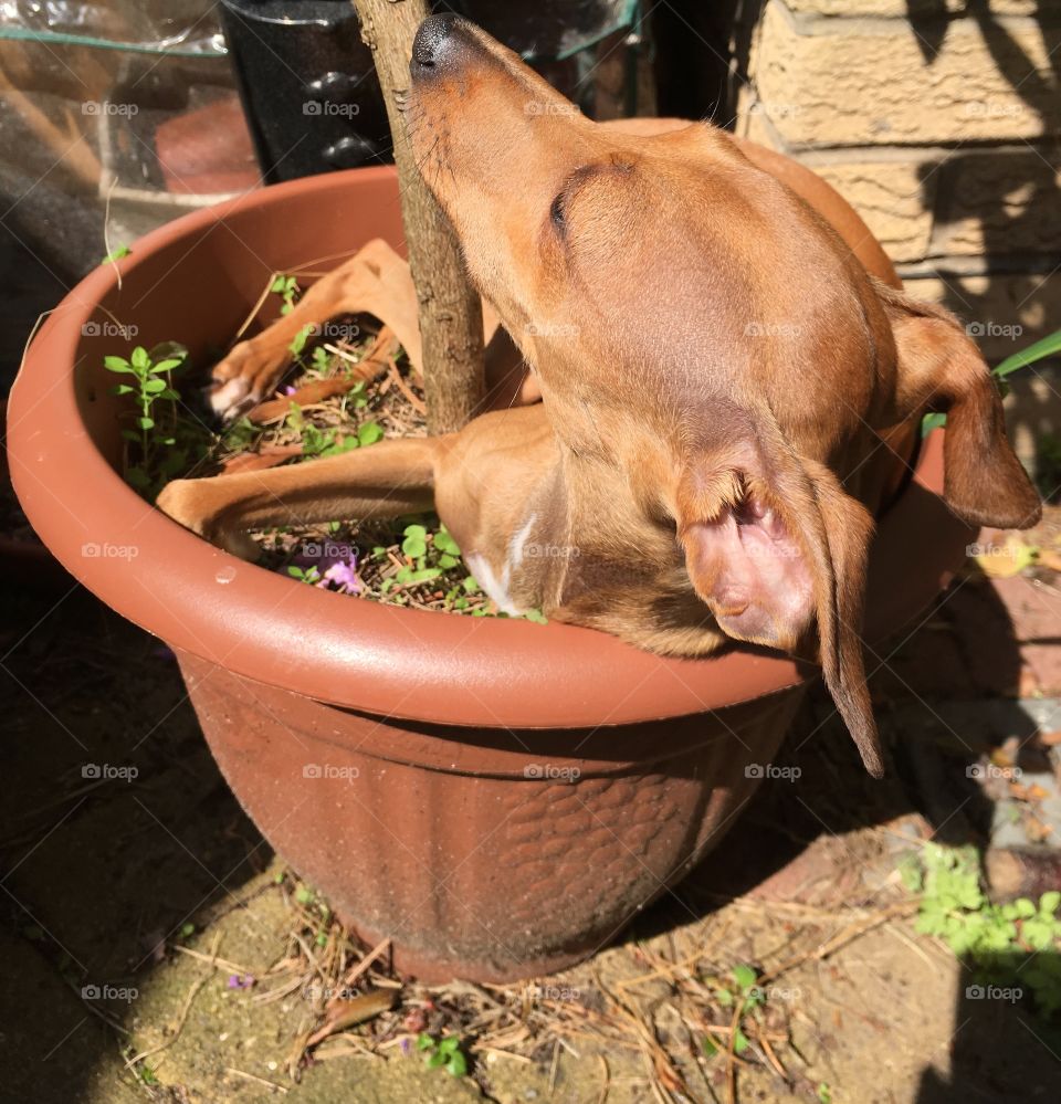 Amber the Italian greyhound puppy being silly and laying down in a flowerpot to get the best spot to sunbathe