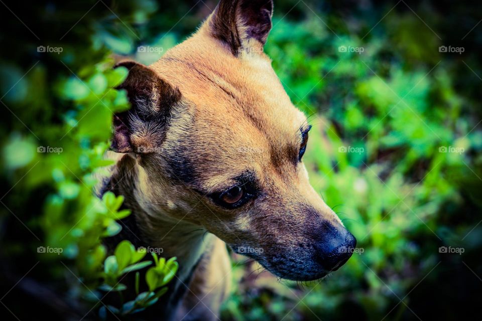 chihuahua in the bushes