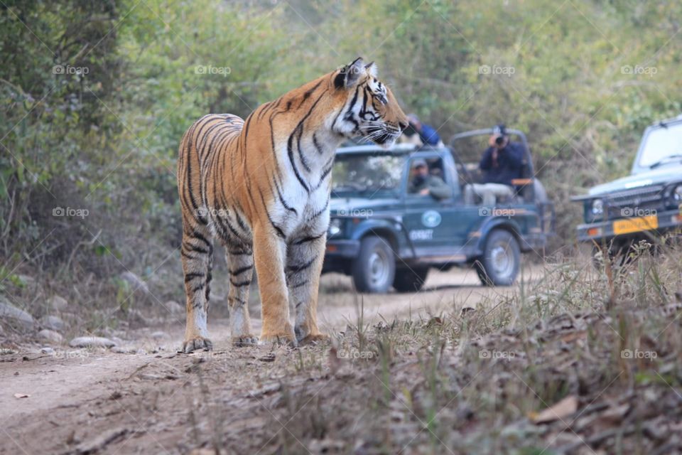 tiger at Forest