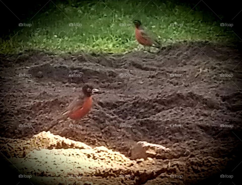 Backyard Friends