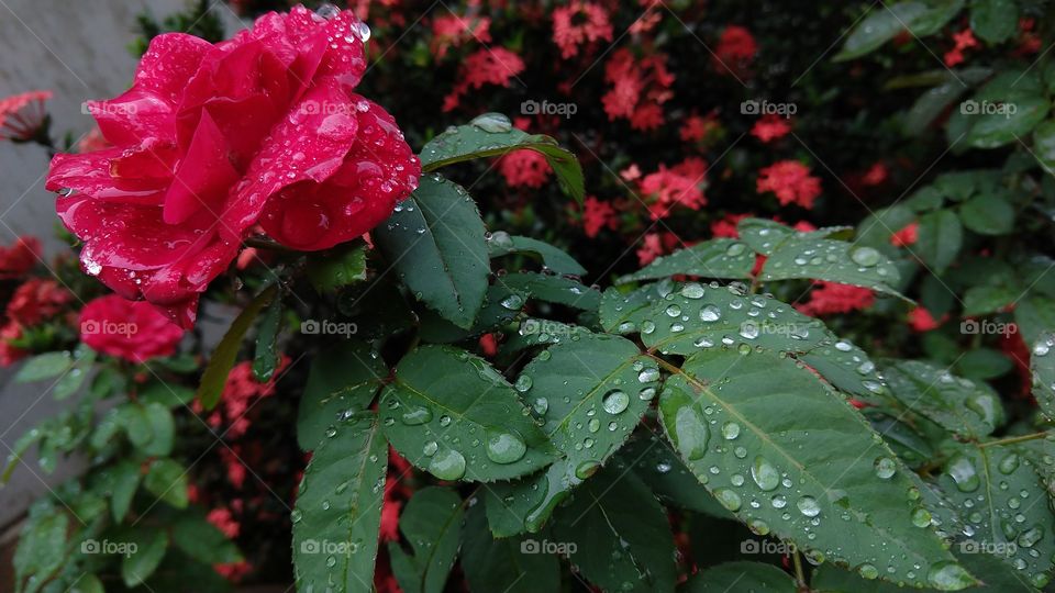 Formidavel! Linda roseira com flores vermelhas, folhas e, botões molhados com gotas de aguas das chuvas.
