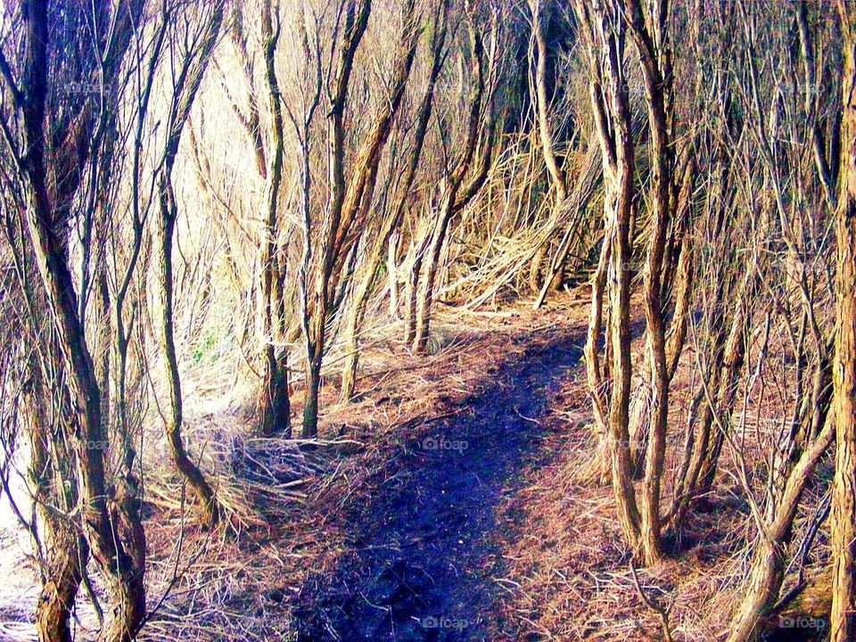 Bush Track
Wilderness