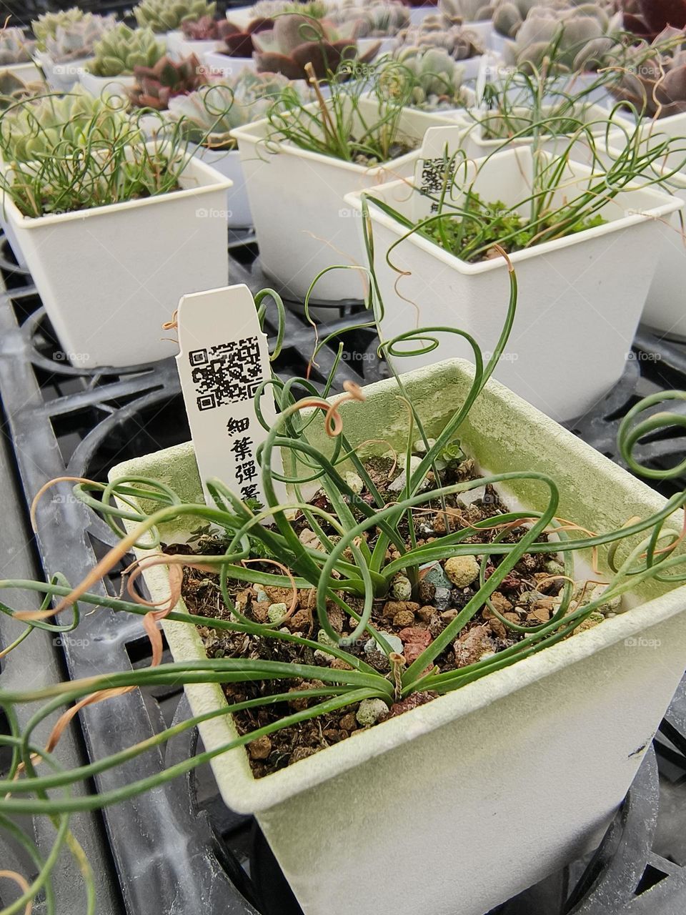 Albuca Namaquensis Baker, Beinan Township, Taitung County