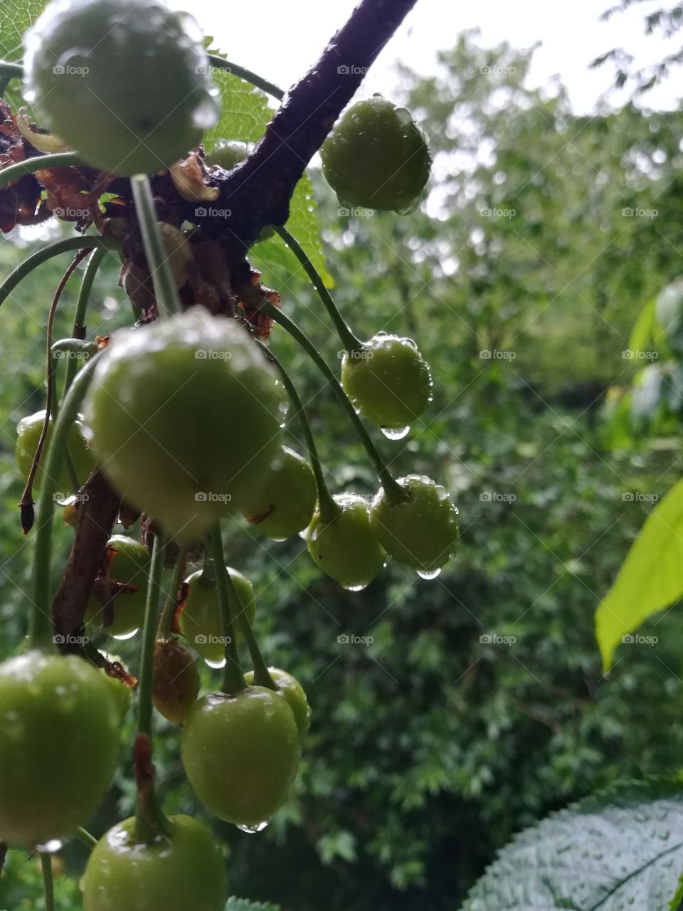 On a tree