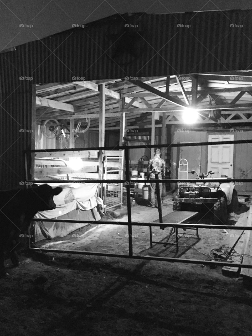 Barn chores at night time. 
Nosey cow too. 