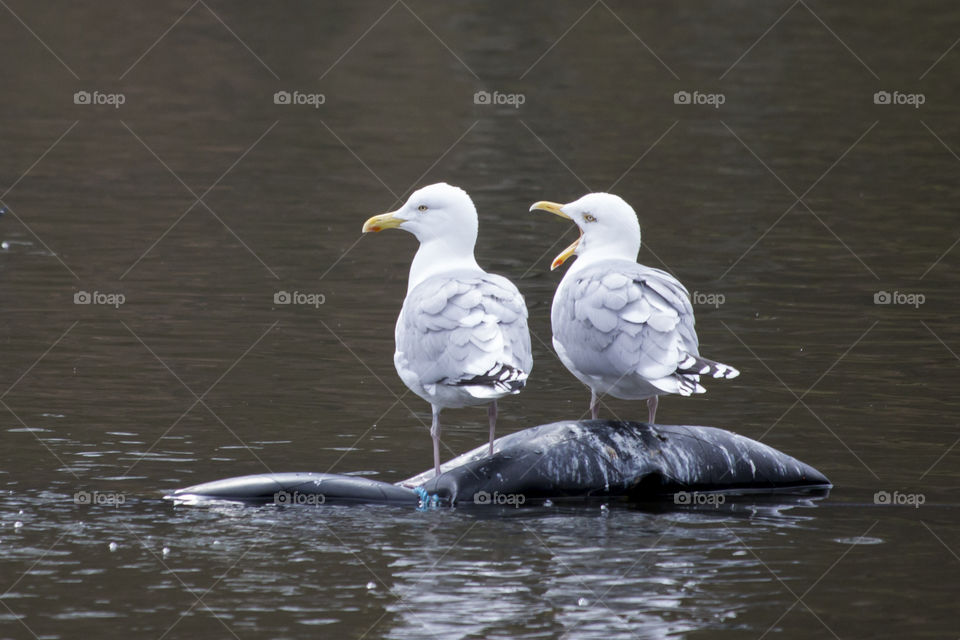 Close-up of two seagulls