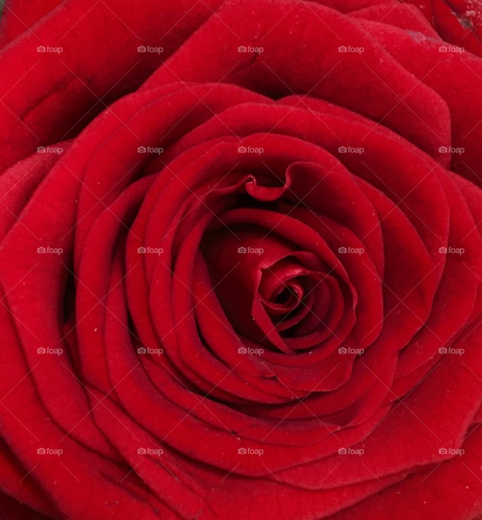 rose