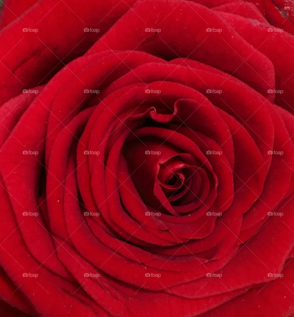 rose