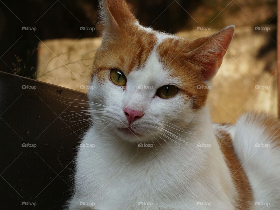 portrait of a red cat