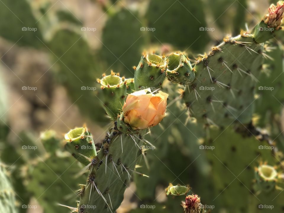 Nature - Floral Desert Landscape 