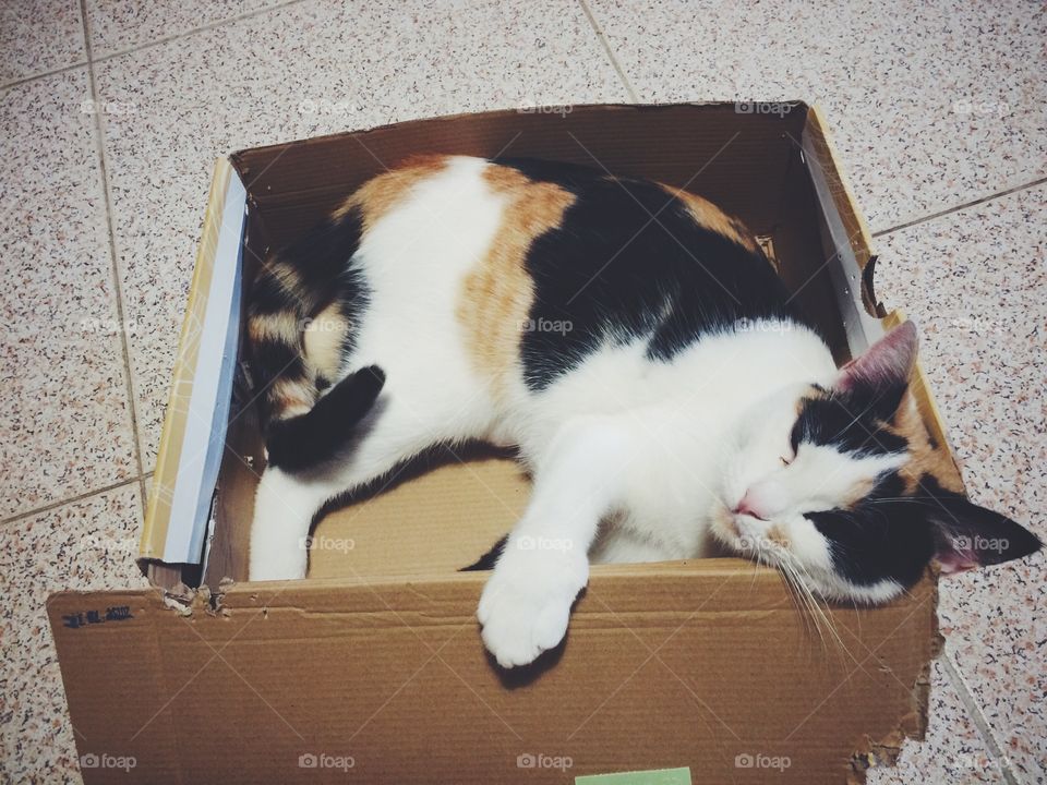 Cat lying on cardbox