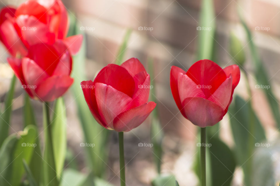 Tulip flowers blooming outdoors