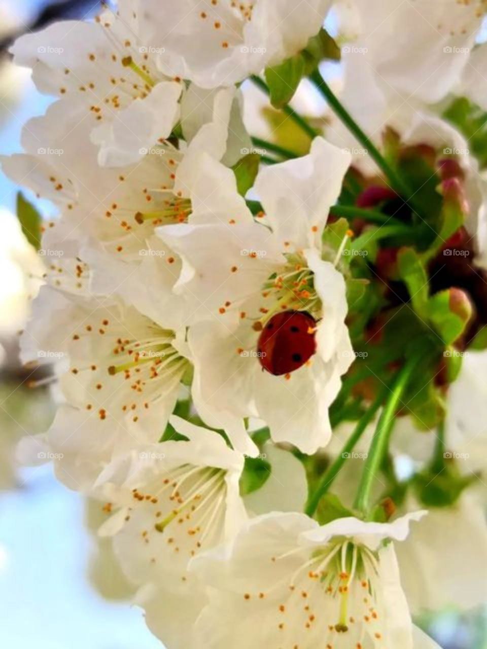 Spring flowers and spring ladybugs