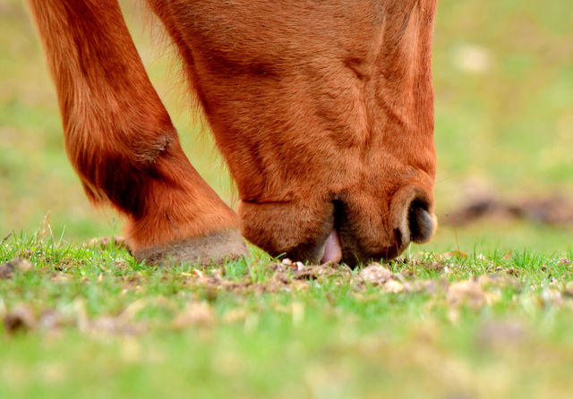 Horse grazing on grassy field