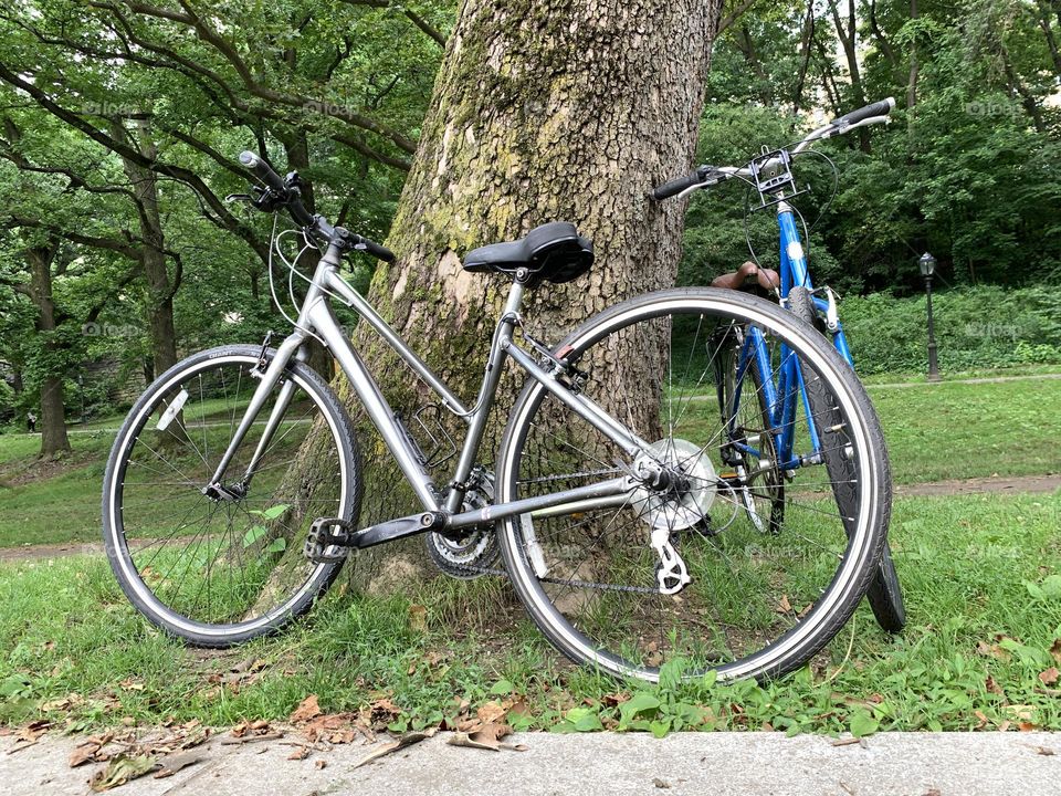 Two bicycles leaning on the big tree