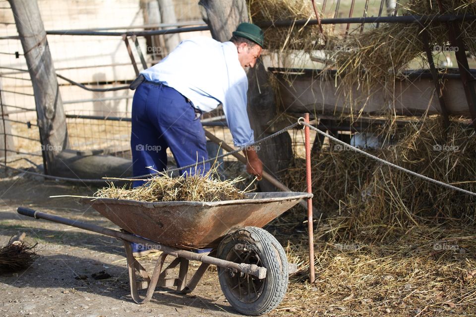 Farmer working with hay on a horse farm