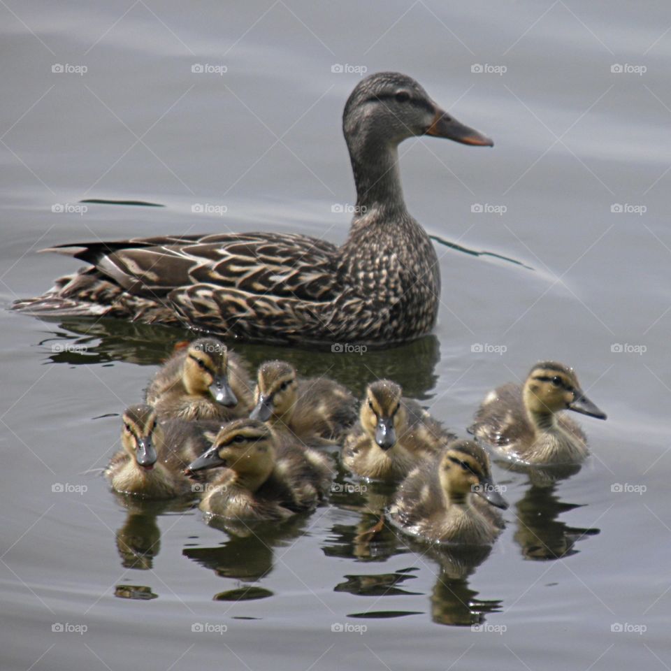 Mother duck and ducklings