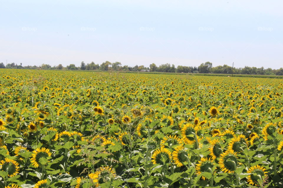 California sunflower field