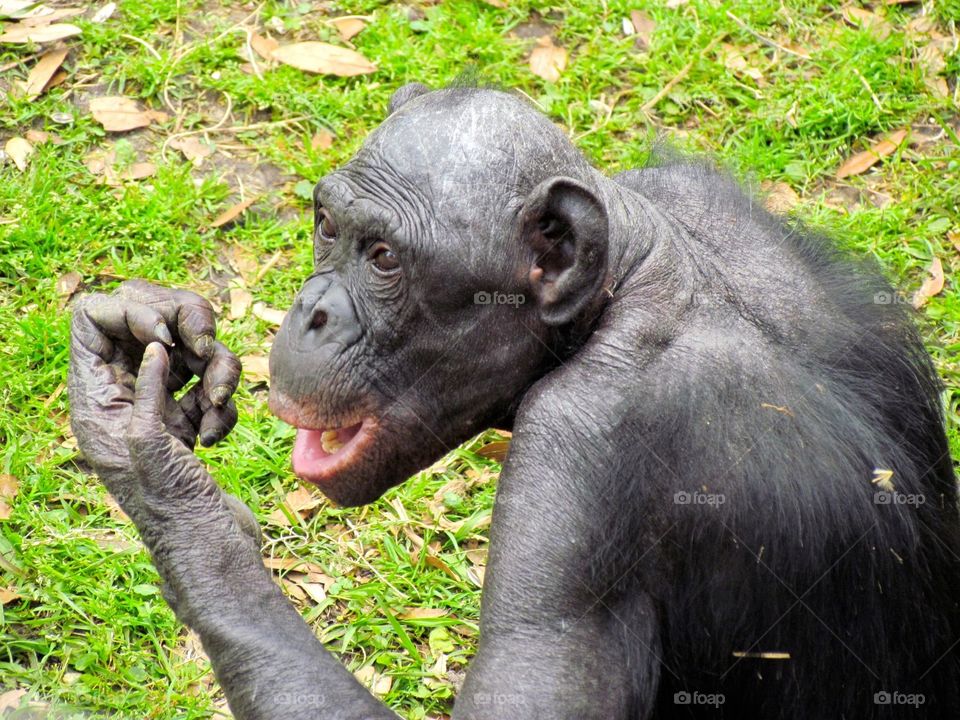 Bonobo. 