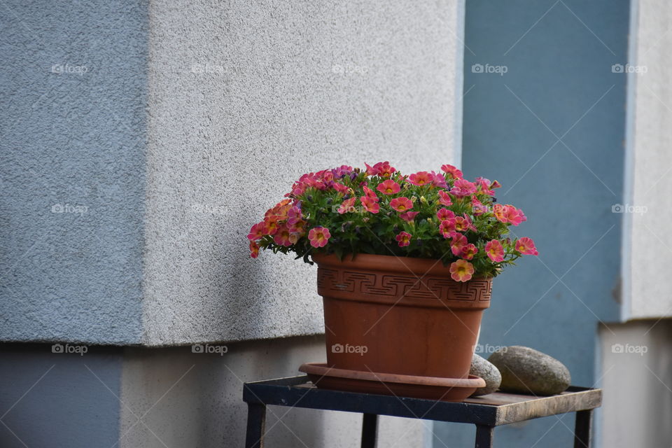 Colourful flowers near a house