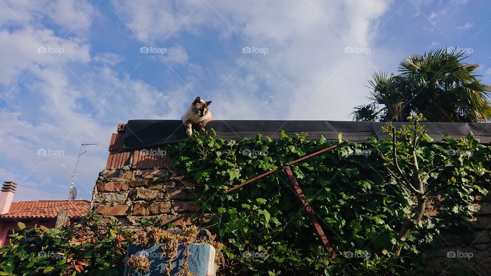 panorama with cat, fascinating gaze, animal seriousness, sky and palm trees, breathtaking panorama 2