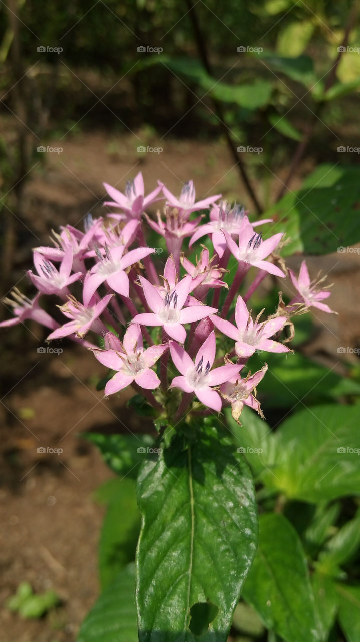 Pink flower florets Egyptian starcluster, is a species of flowering plant in the madder family, Rubiaceae that is native to much of Africa as well as Yemen. It is known for its wide use as a garden plant where it often accompanies butterfly garden.