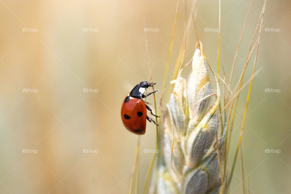 Ladybird climbing a grain of wheat on a blurred background.