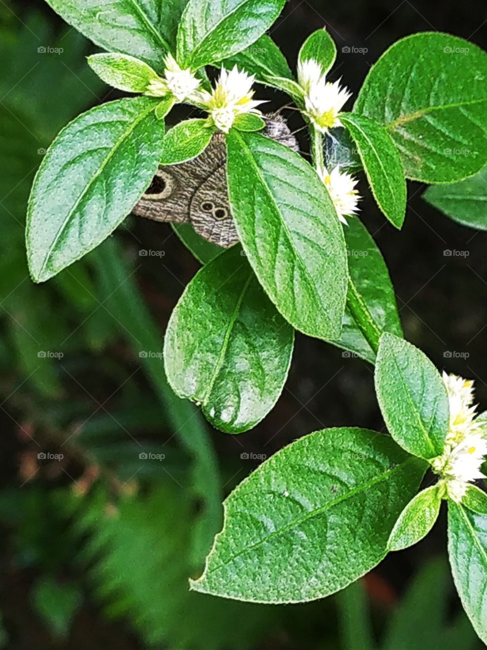 Beautiful brown butterfly hiding behind the leaves