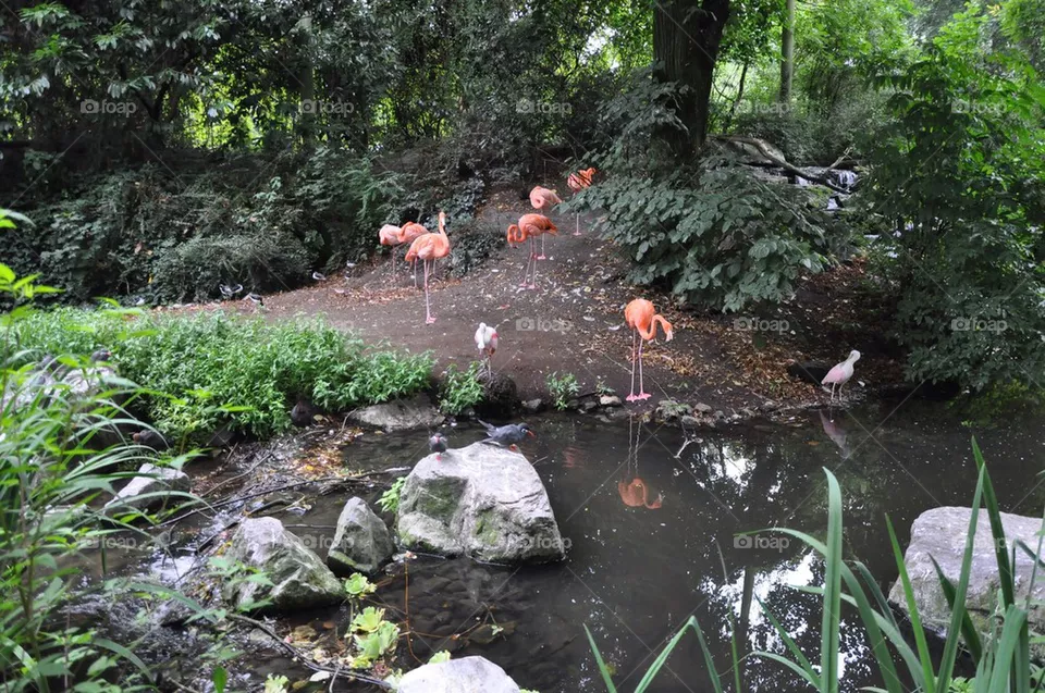 Waterbirds.