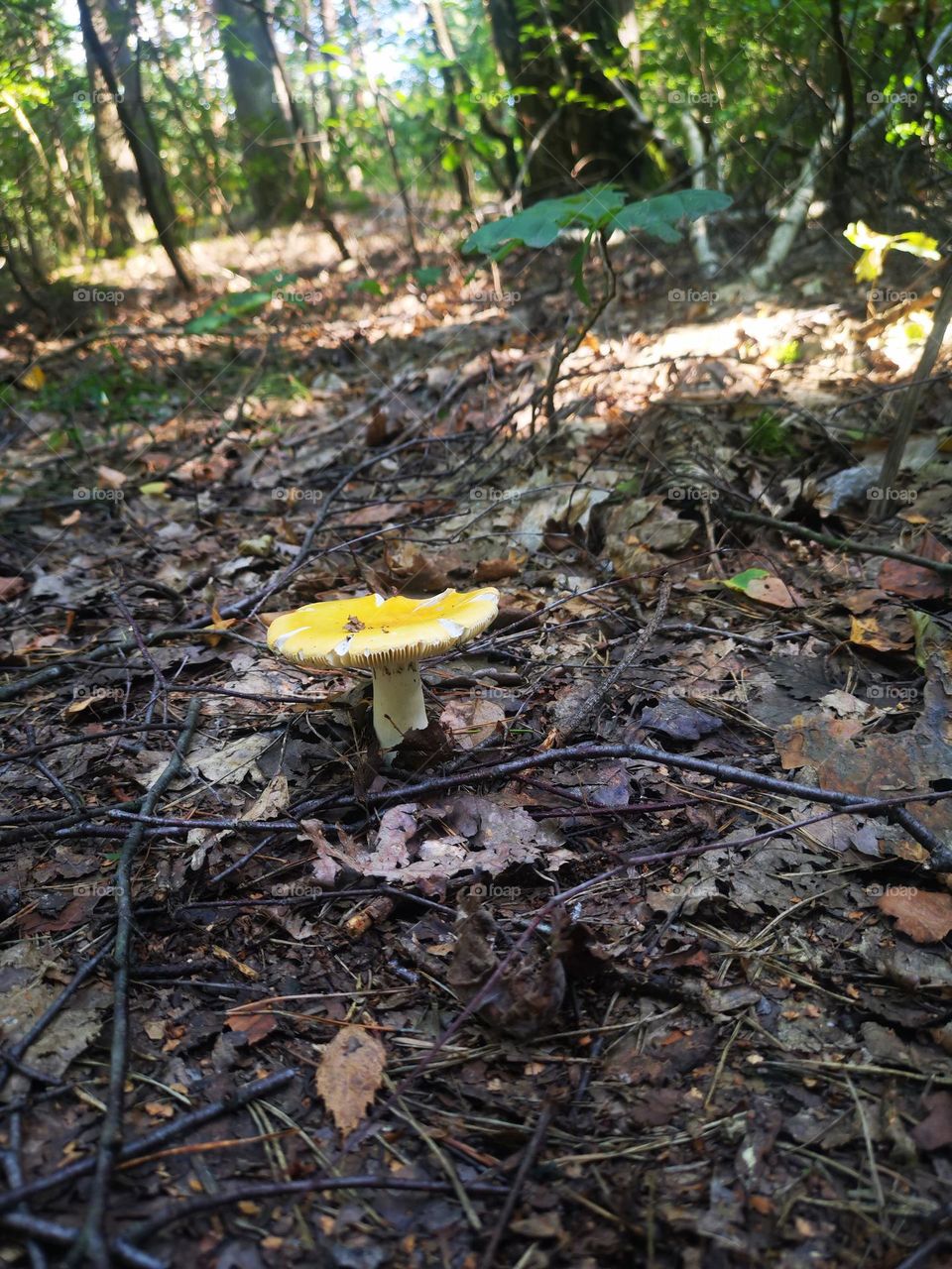 Forest mushroom