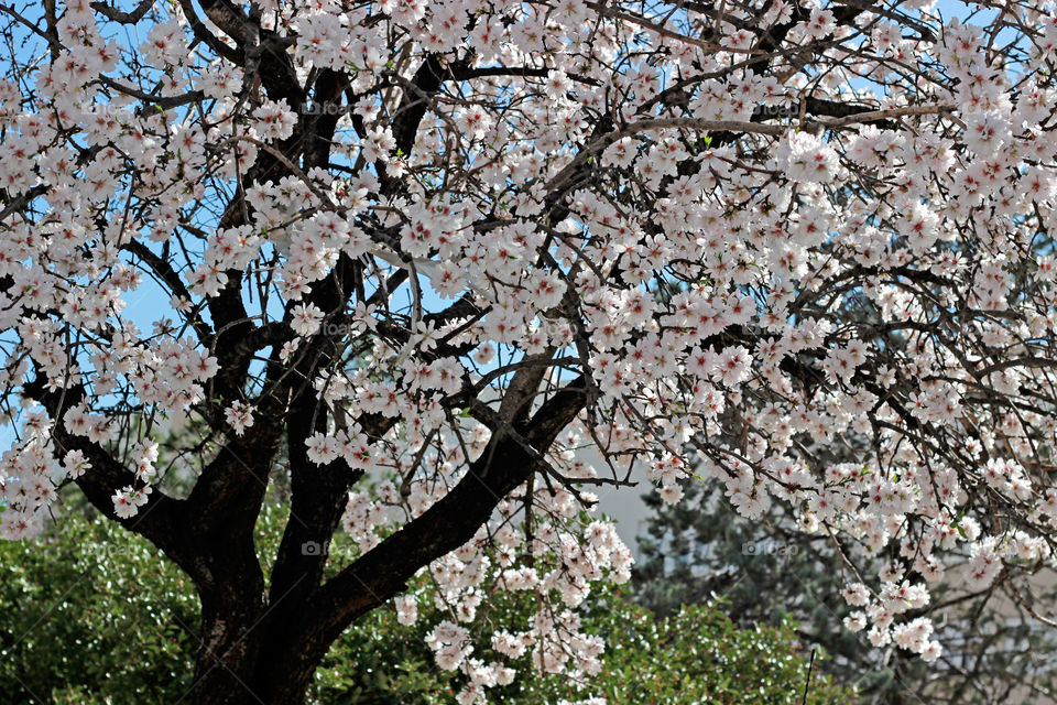 Almond tree