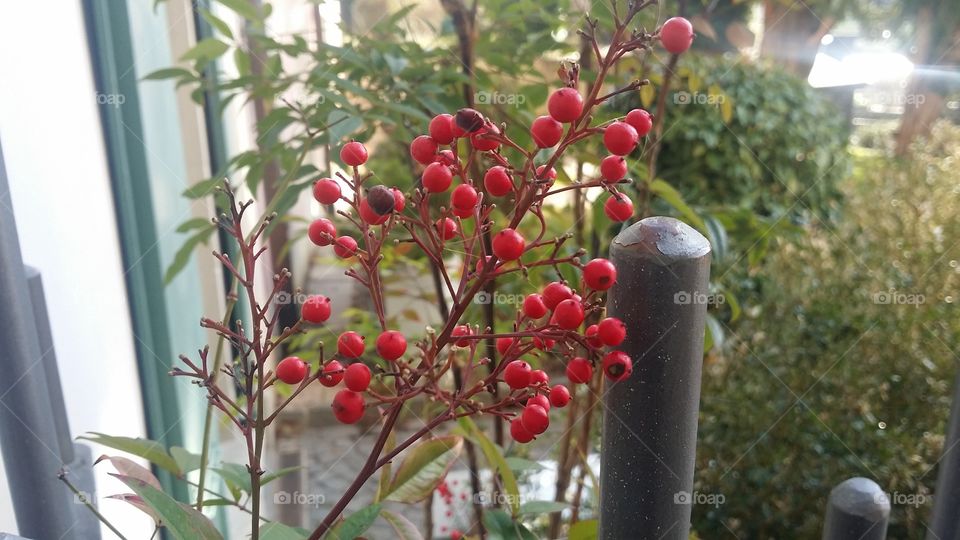 red flower in spring