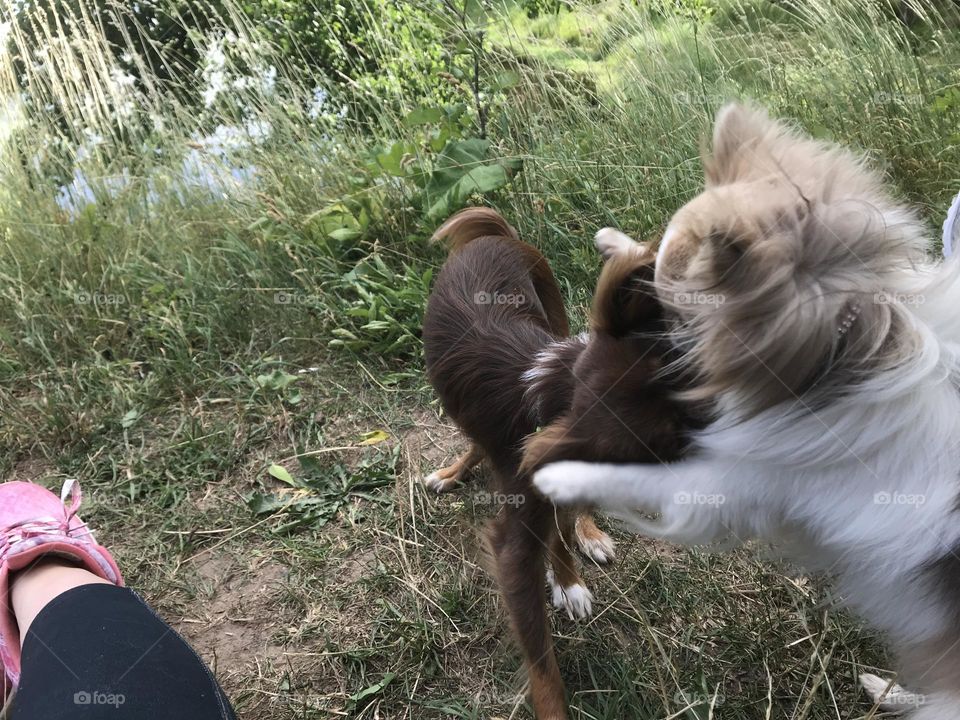 Dogs Playing 
