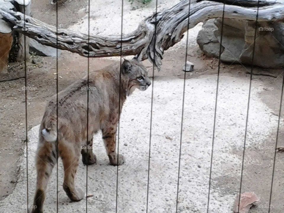 bobcat