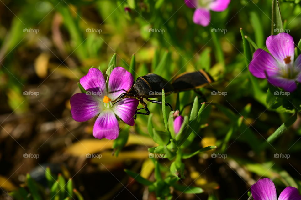 Stink bug mates and tiny pink wild flower