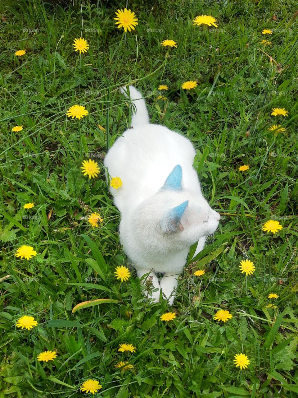 Bianco, the white cat