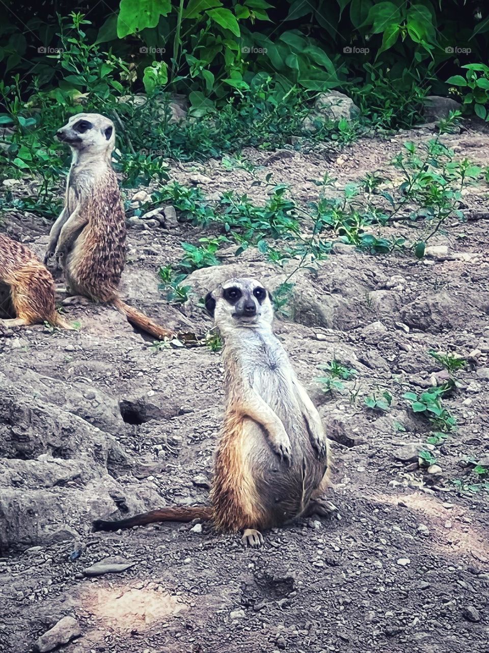 Meerkat