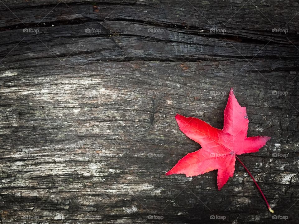 Minimalistic shot of single read leaf on rustic wooden table