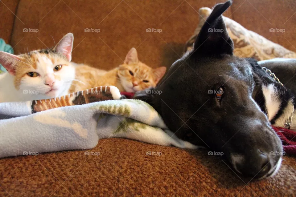 Nappers 