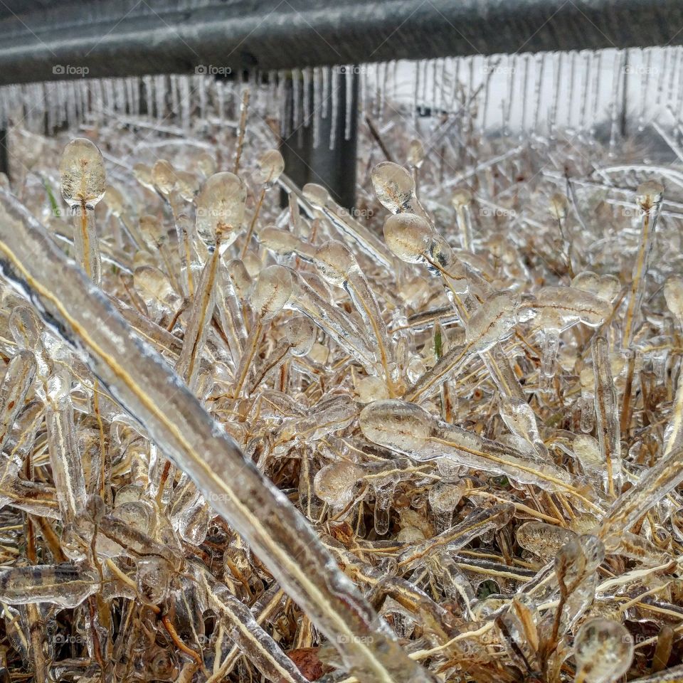 Jan 2015: A winter storm brought 3/4 inch of Ice from freezing rain in Farmington Missouri.