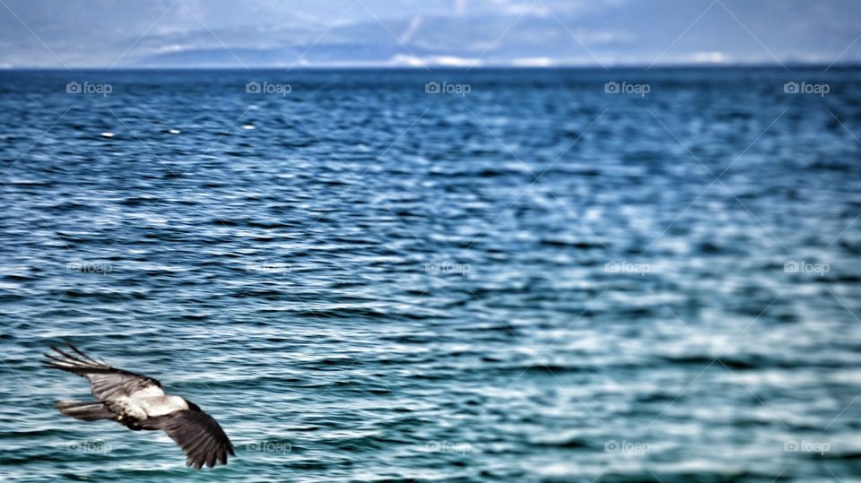 Crow flying. Crow flying