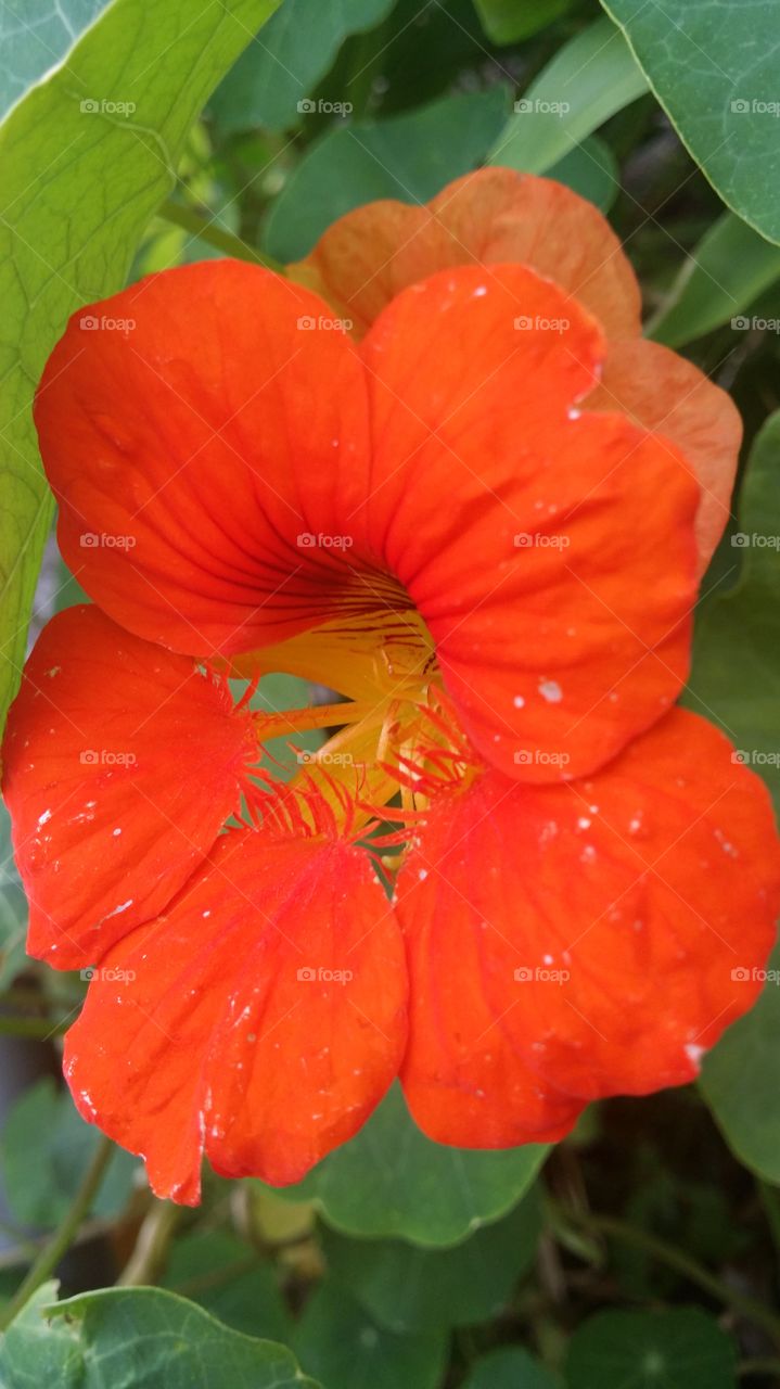 nasturtium