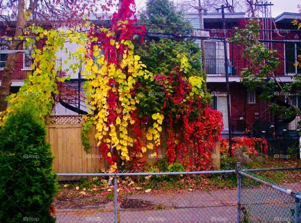 Autumn Tree in Backyard-Montreal, Quebec, Canada 
