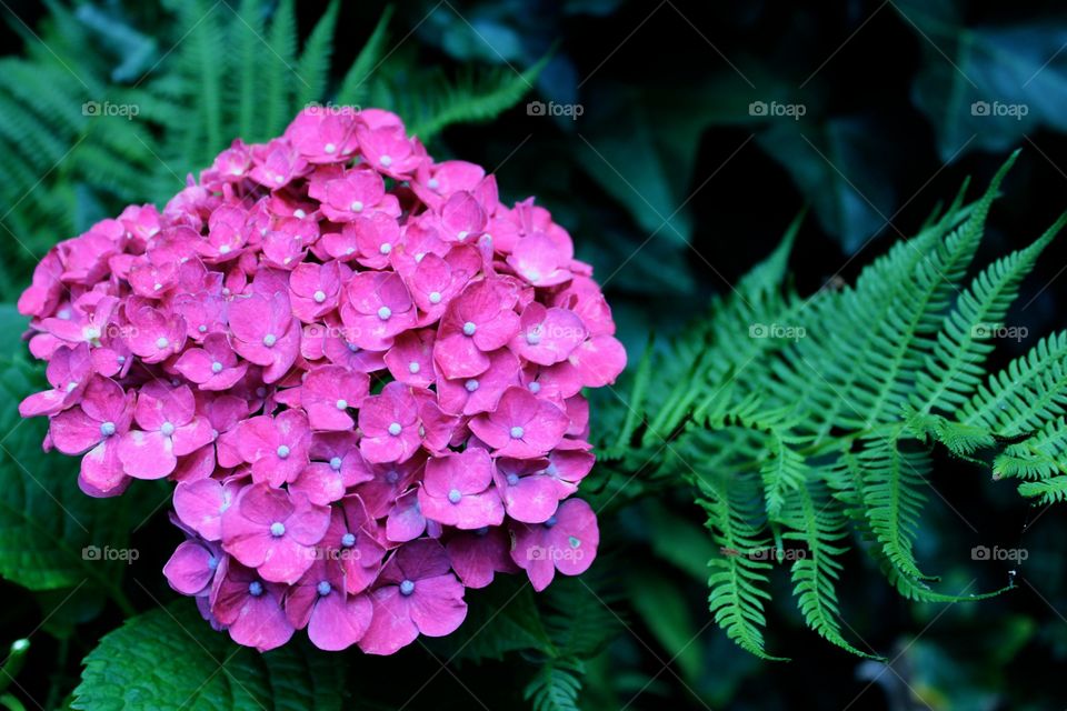 Just another gorgeous hydrangea!