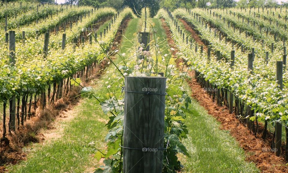 Agriculture field of vineyard