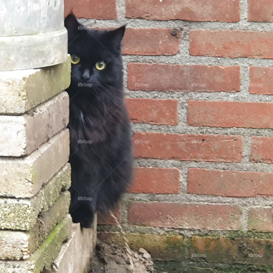 Beautiful black cat Xena