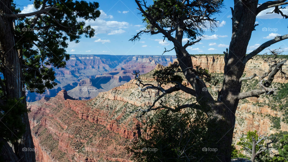 Through the trees