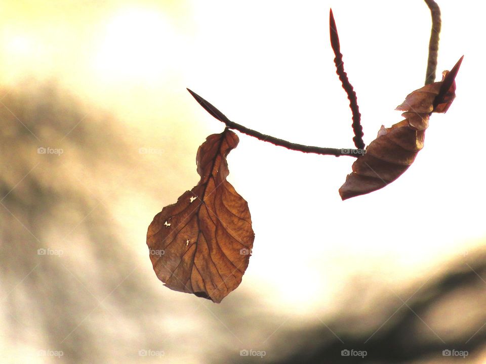 Close-up of dry leaves