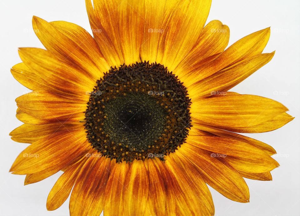 solo sunflower