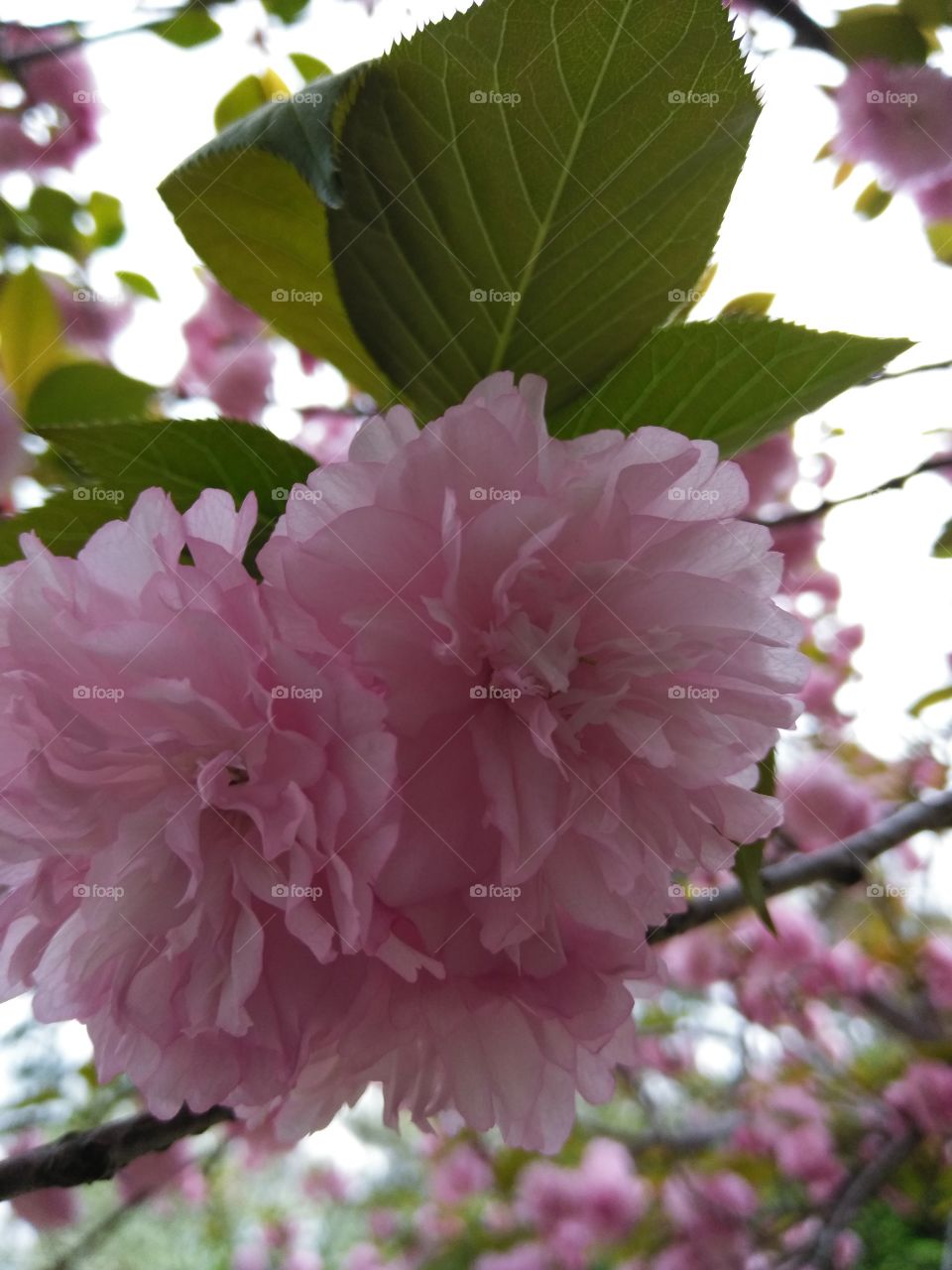 Delicate carnationlike pink flowers blooming overhead on massive tree on cloudy spring day.